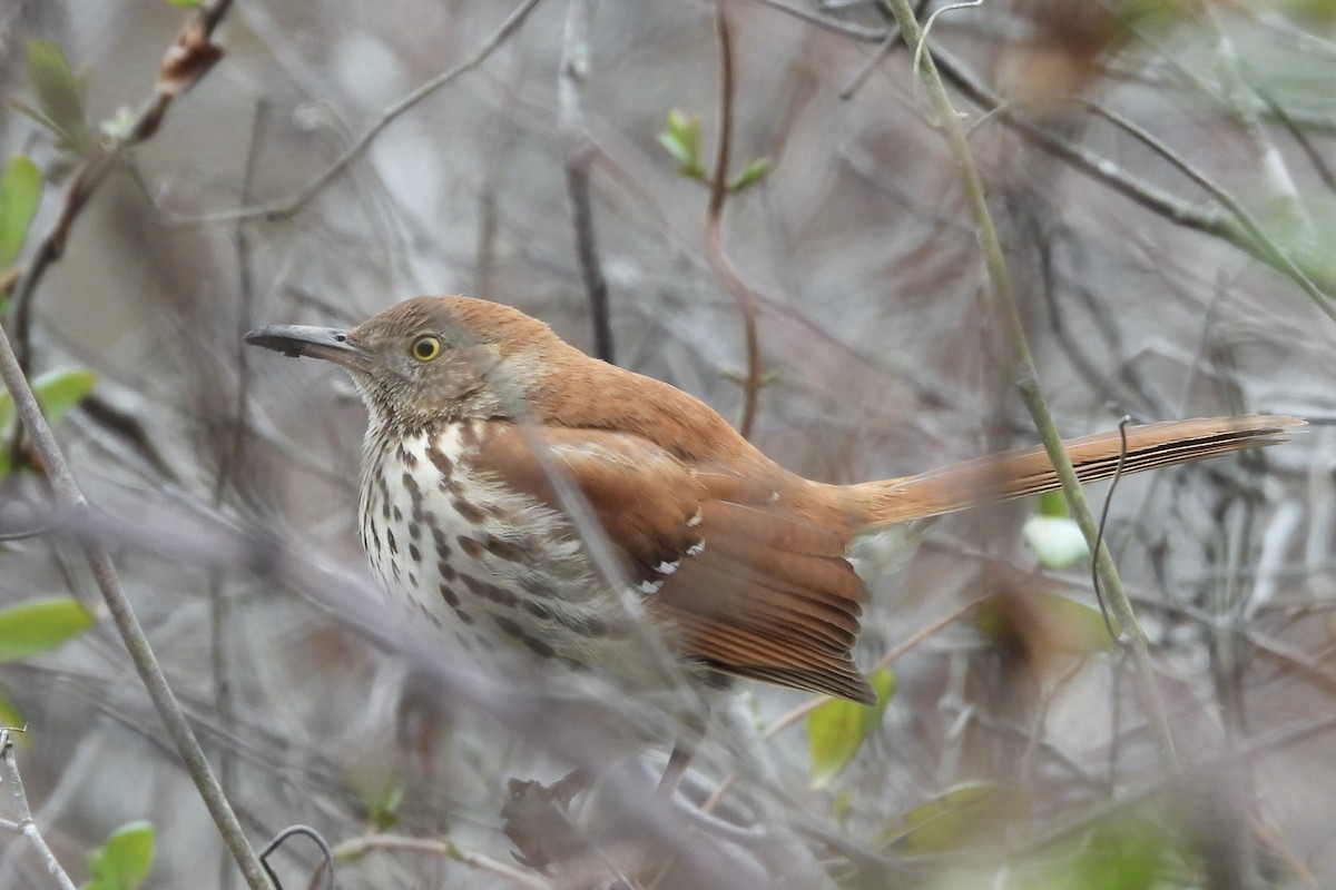 Brown Thrasher - ML652019279