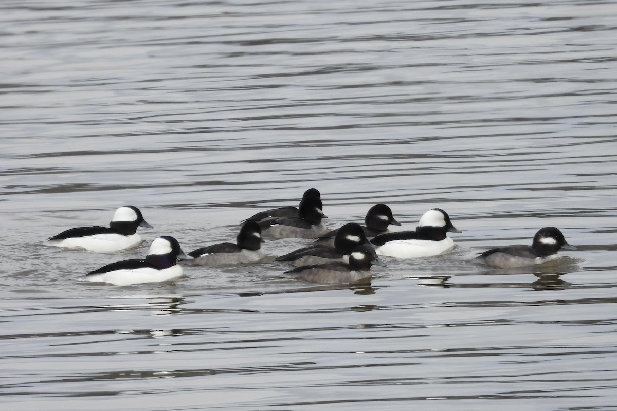 Bufflehead - ML652019309