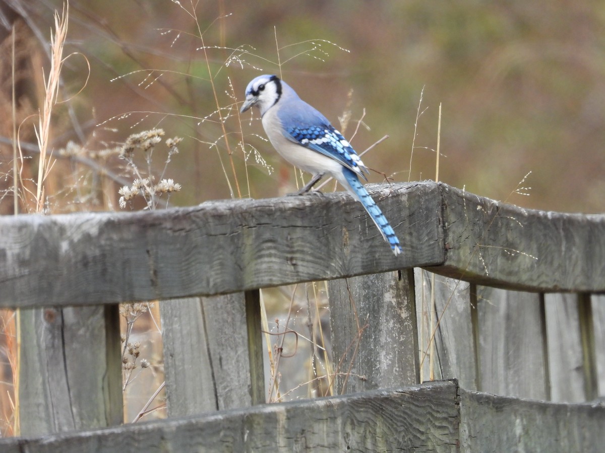 Blue Jay - ML652019330