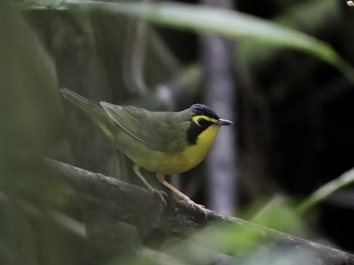 kentuckyparula - ML652019376