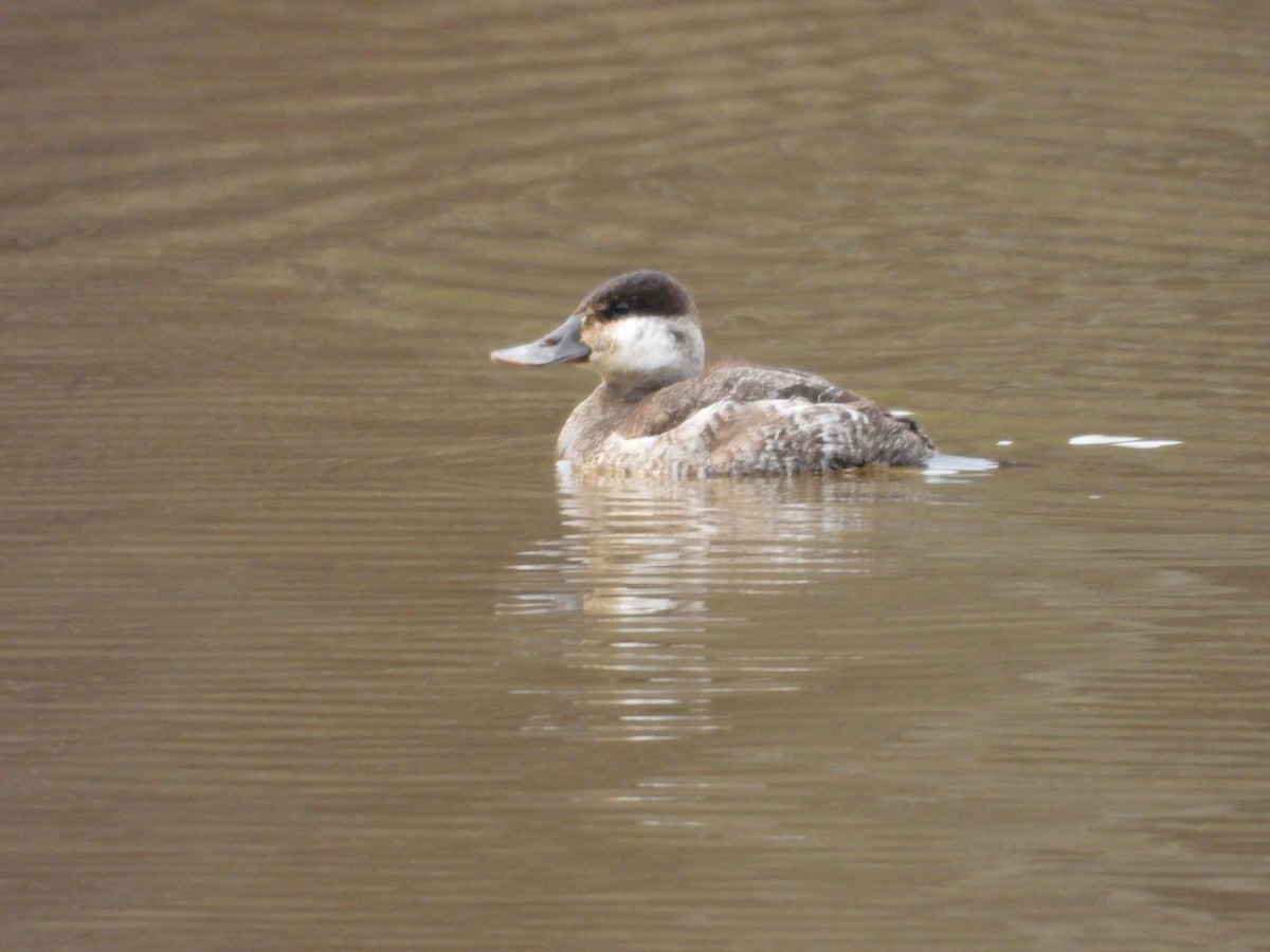 Ruddy Duck - ML652019389