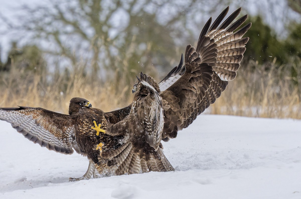 ヨーロッパノスリ - ML652019666