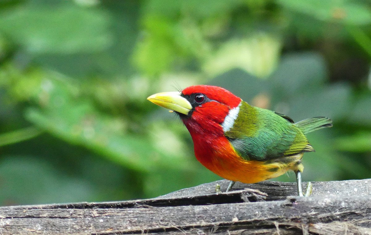 eBird Checklist - 8 Feb 2026 - La Florida - Bosque de Las Aves - 4 species