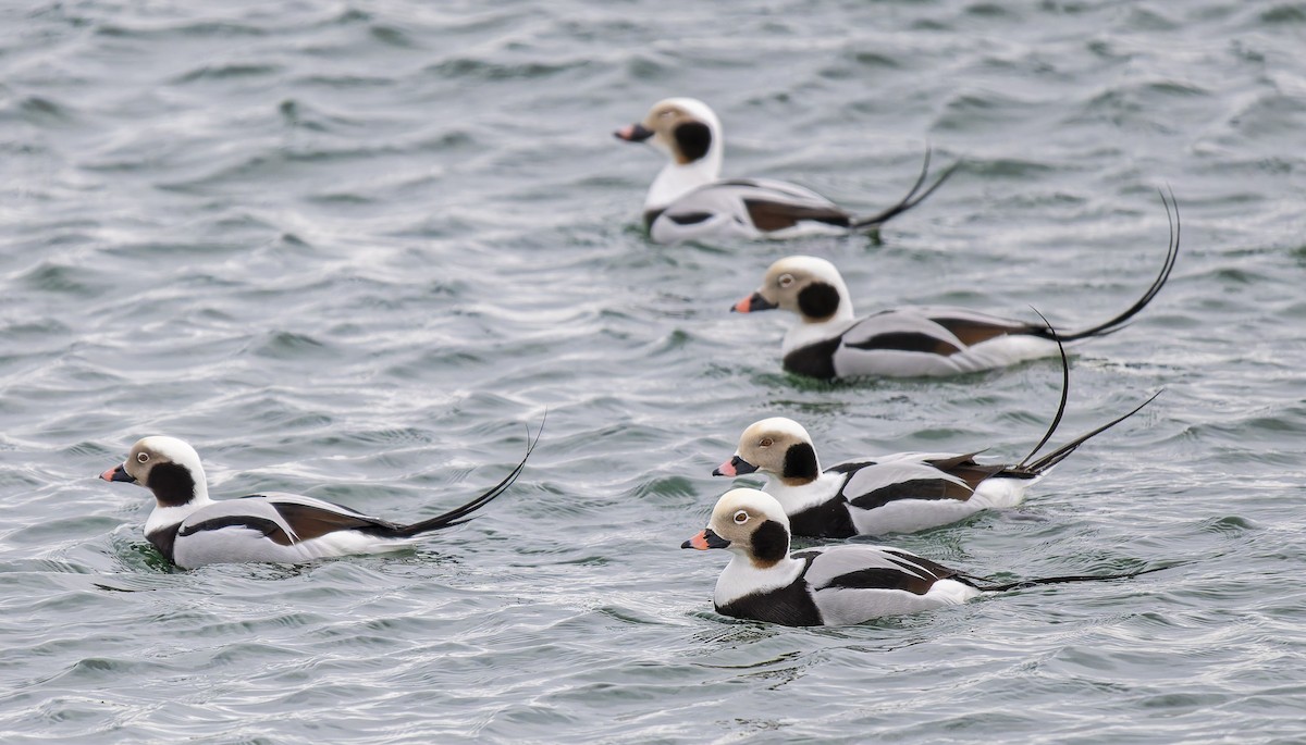 コオリガモ - ML652020309