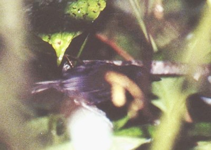 Stub-tailed Antbird - ML652020726