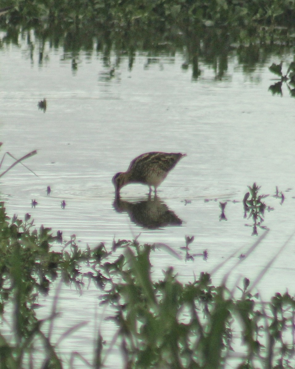 パラグアイタシギ - ML652021289