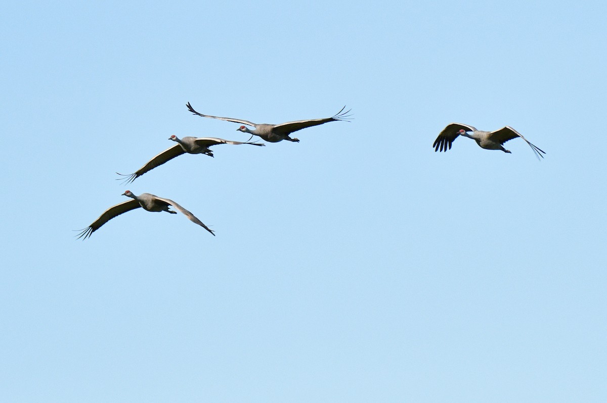 Kanadakranich - ML652021655