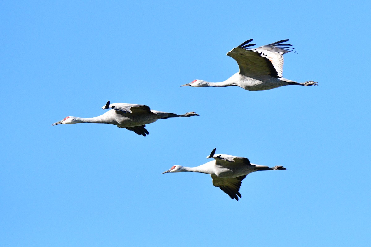 Kanadakranich - ML652021656