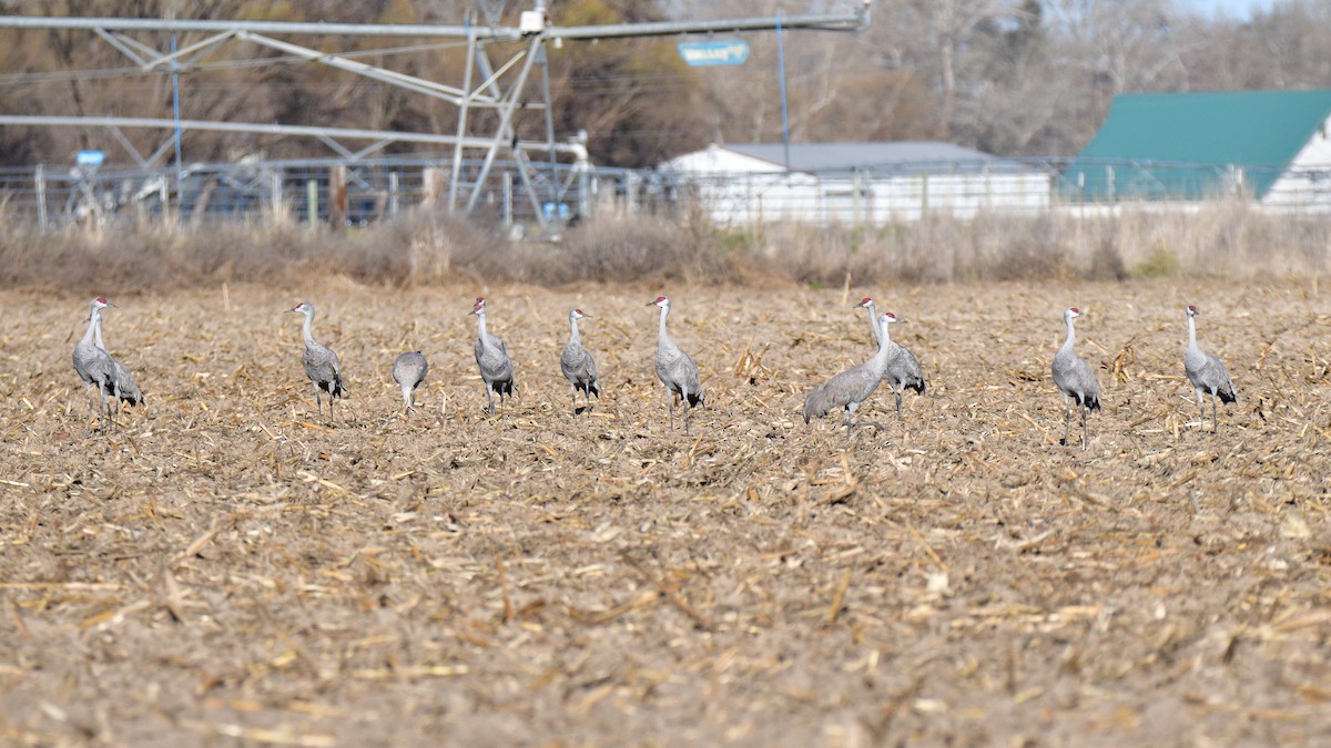 Kanadakranich - ML652021658