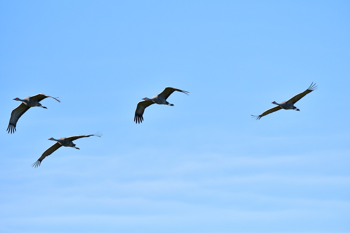 Kanadakranich - ML652021660