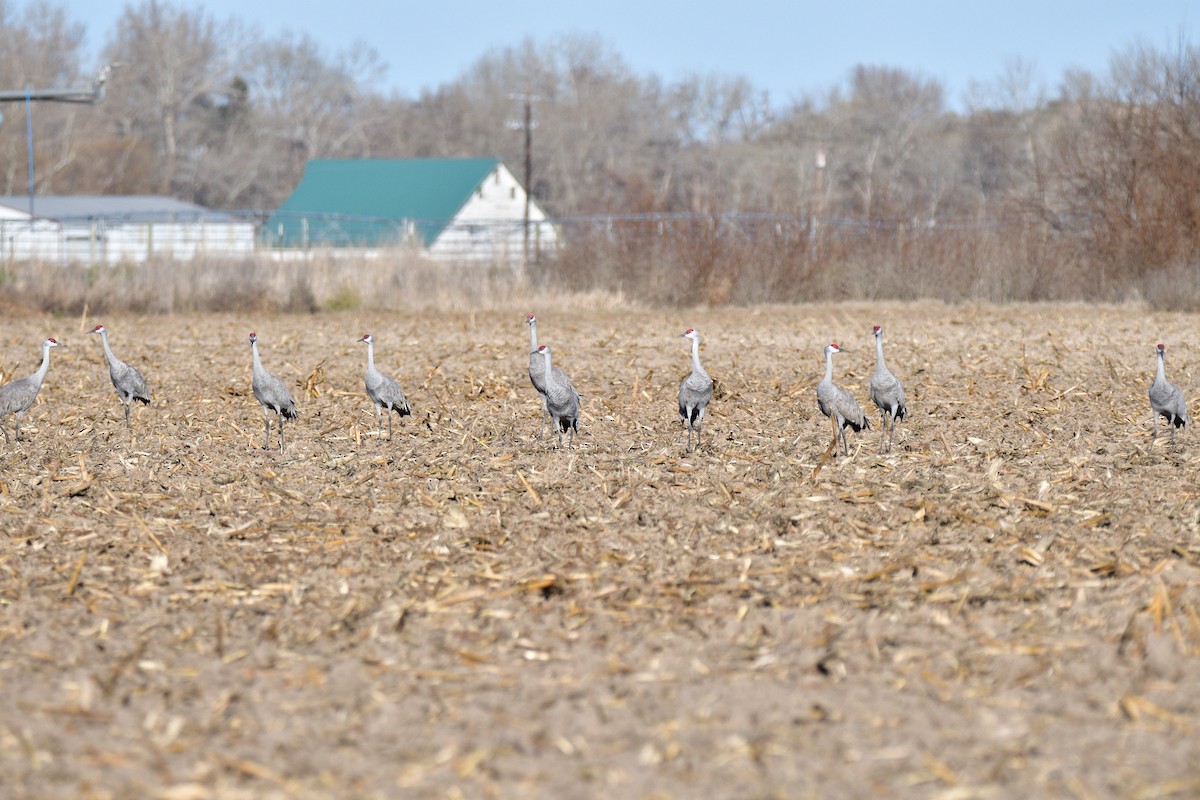 Kanadakranich - ML652021661