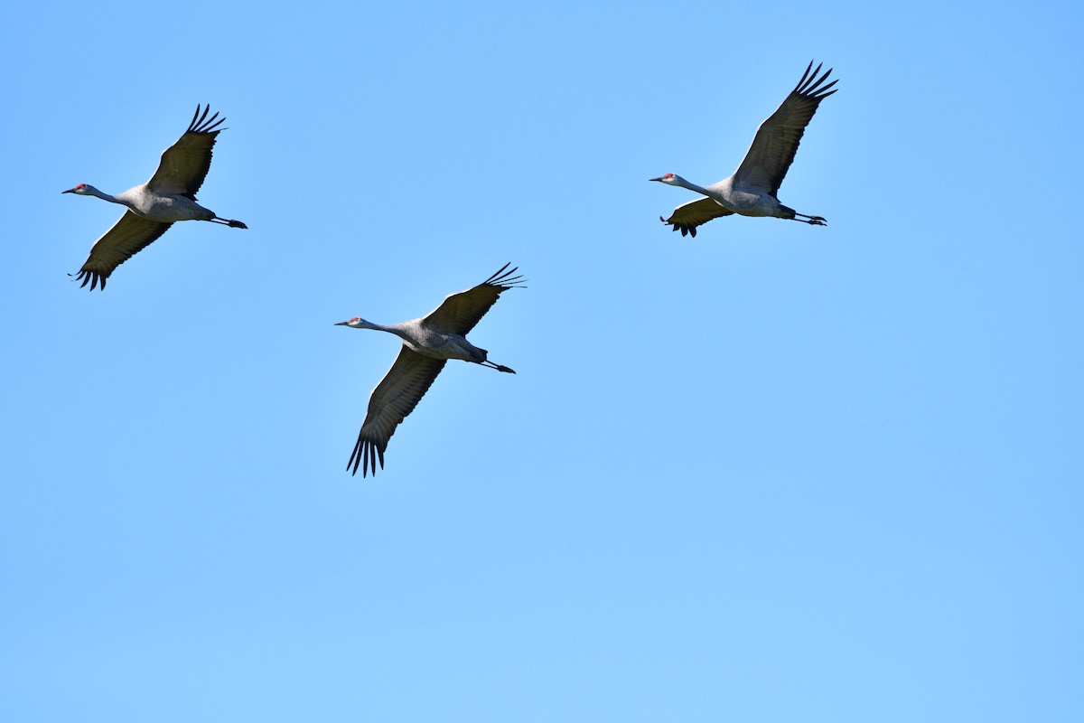 Kanadakranich - ML652021662