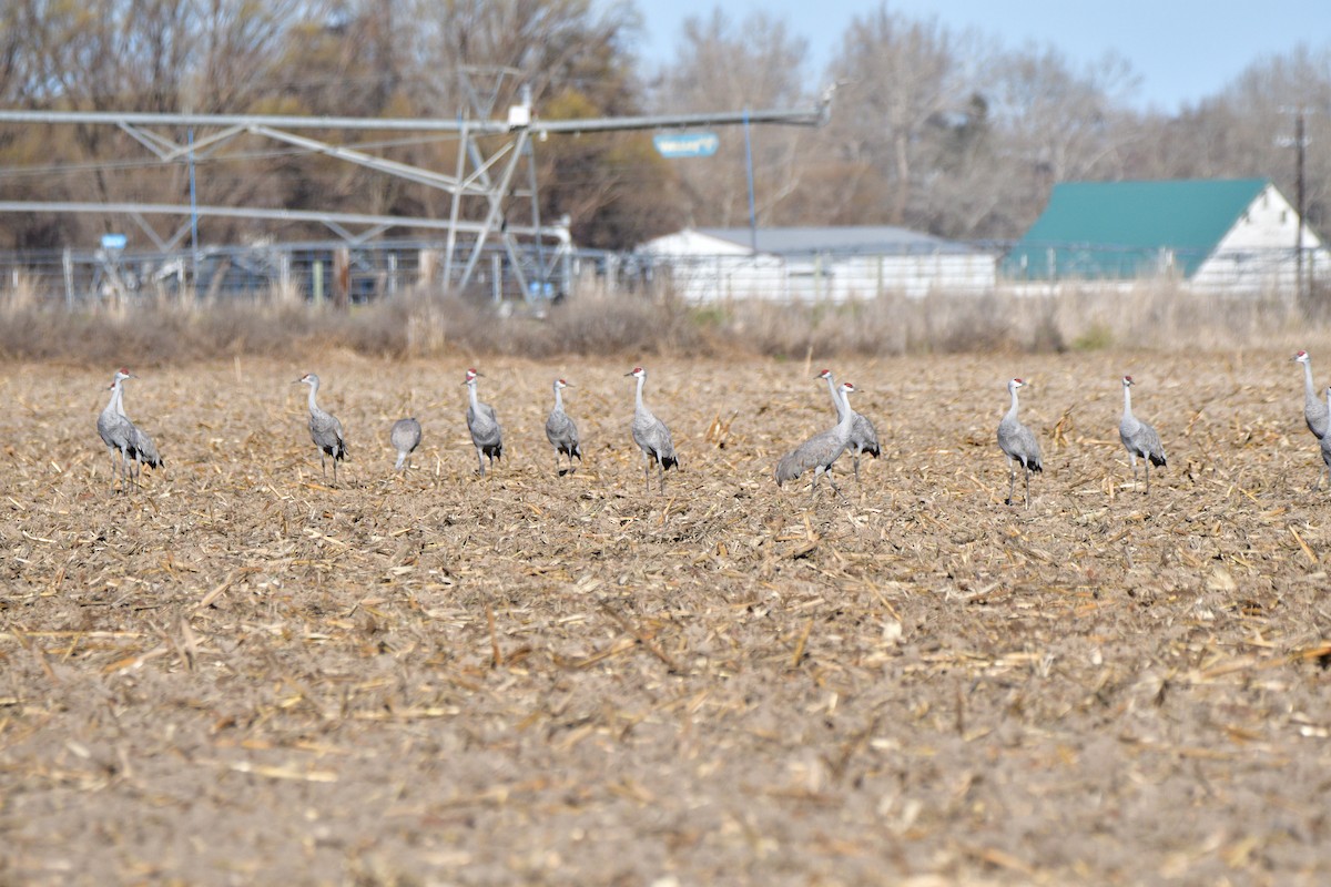 Kanadakranich - ML652021664