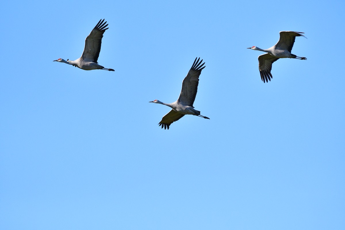 Kanadakranich - ML652021665