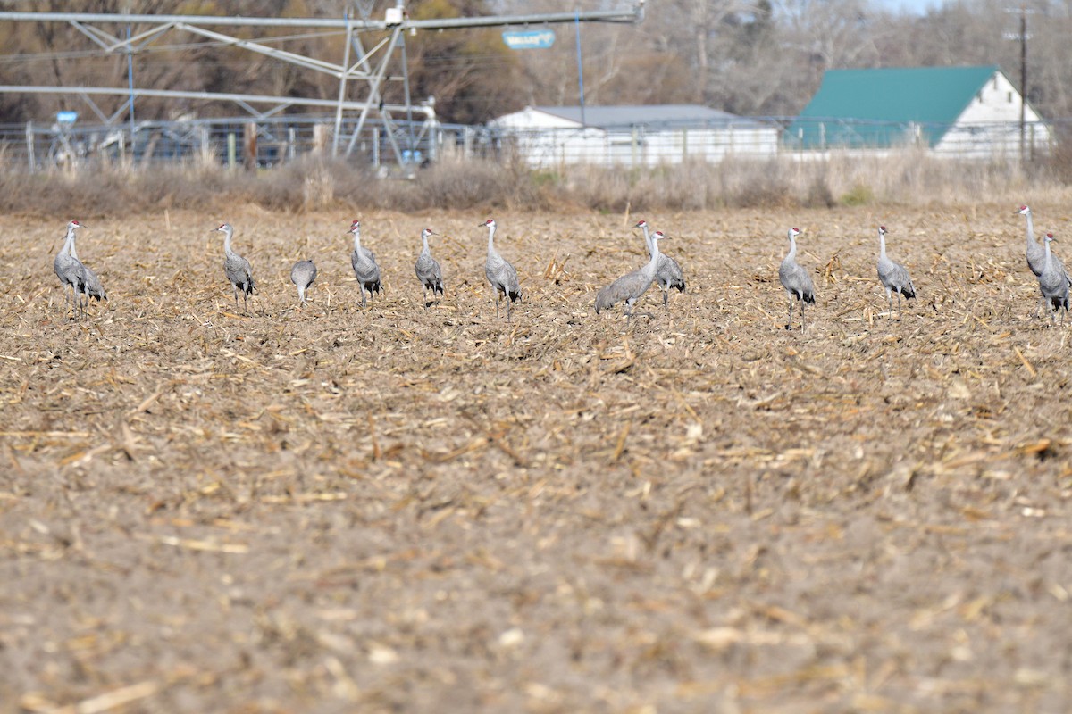 Kanadakranich - ML652021666