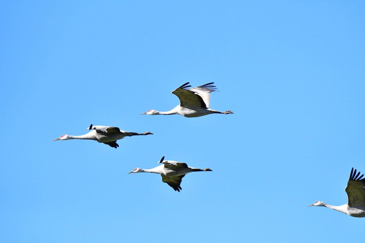 Kanadakranich - ML652021667