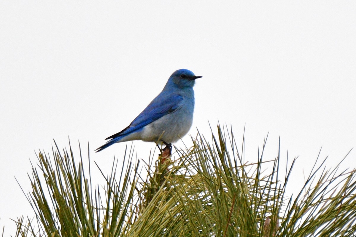 Berghüttensänger - ML652021873