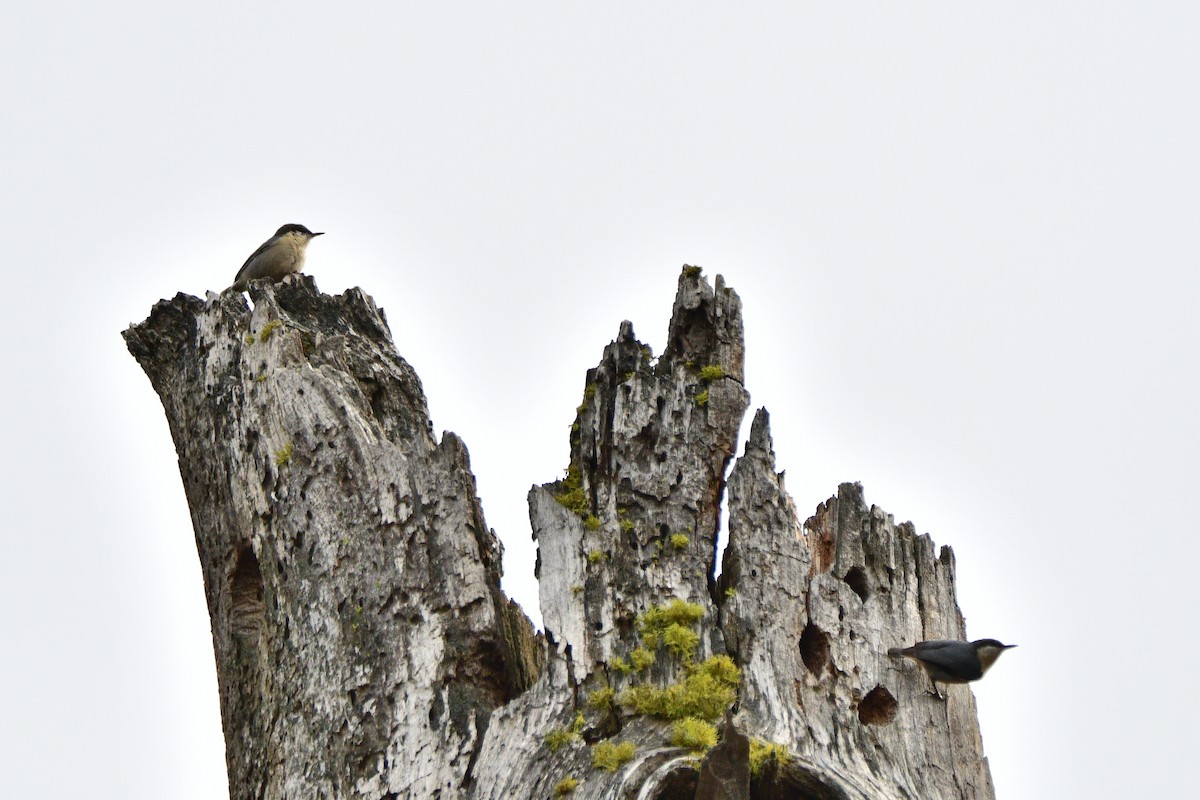 Zwergkleiber - ML652022271