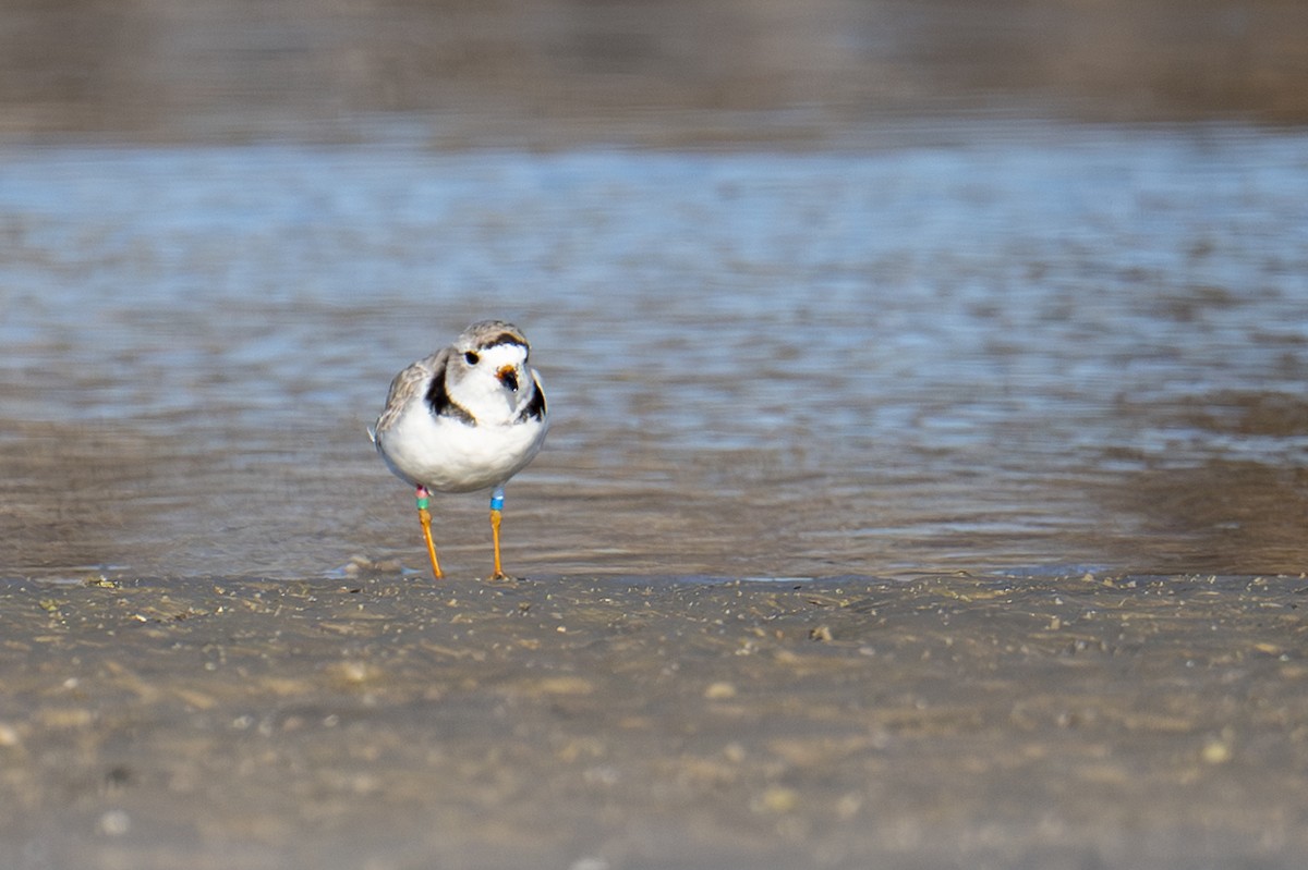 Piping Plover - ML652022506