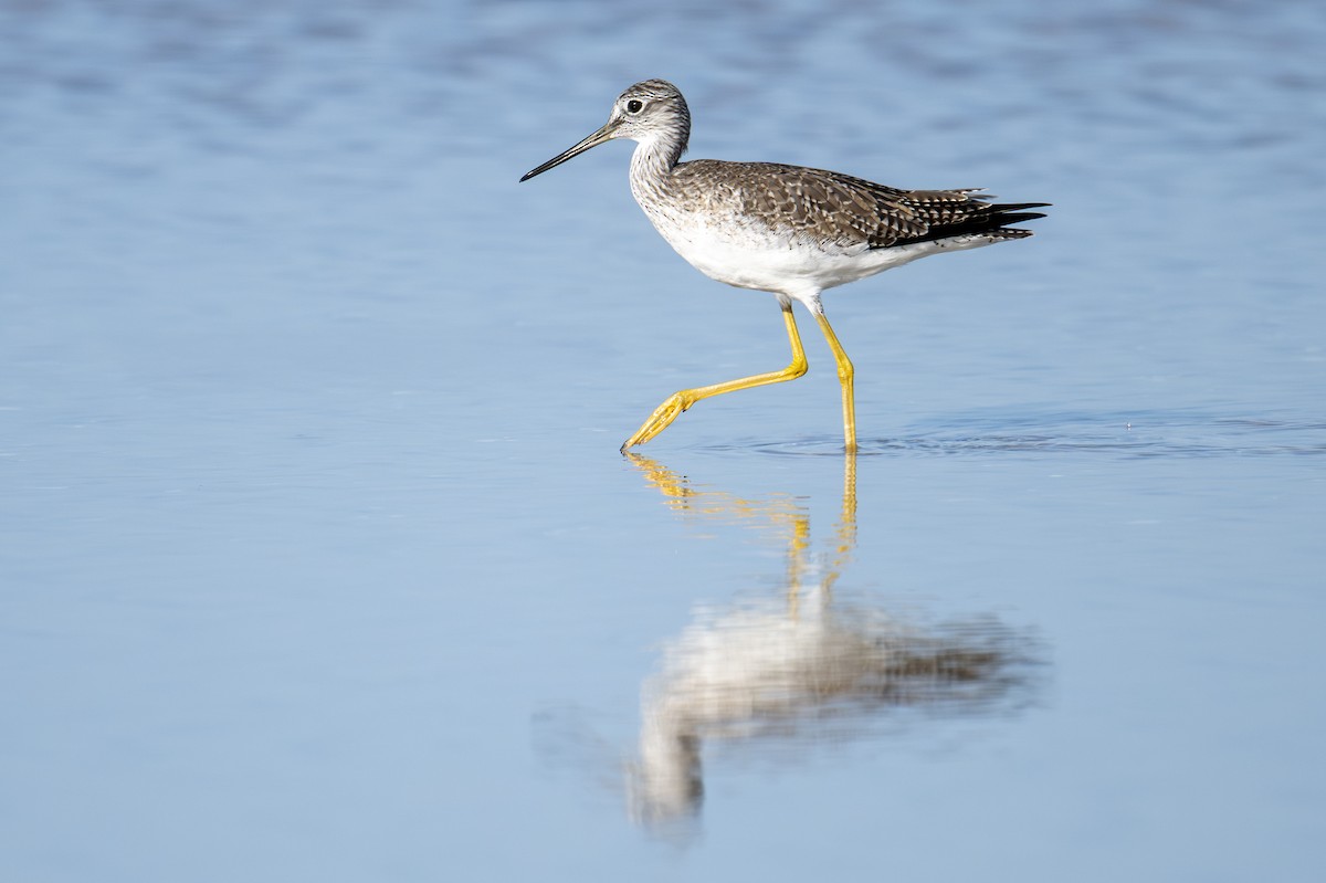 Greater Yellowlegs - ML652022684