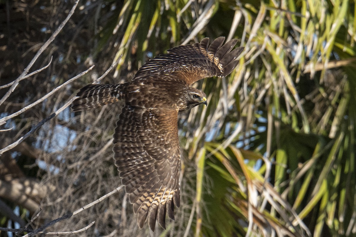 Red-shouldered Hawk - ML652022695