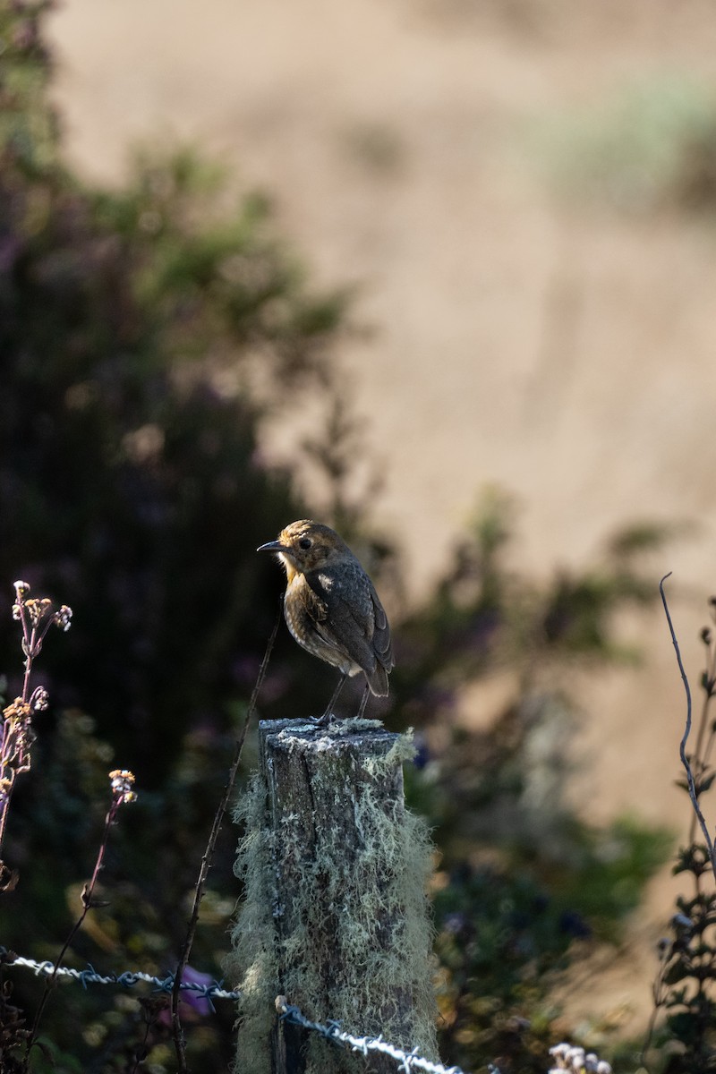 Boyaca Antpitta - ML652022822