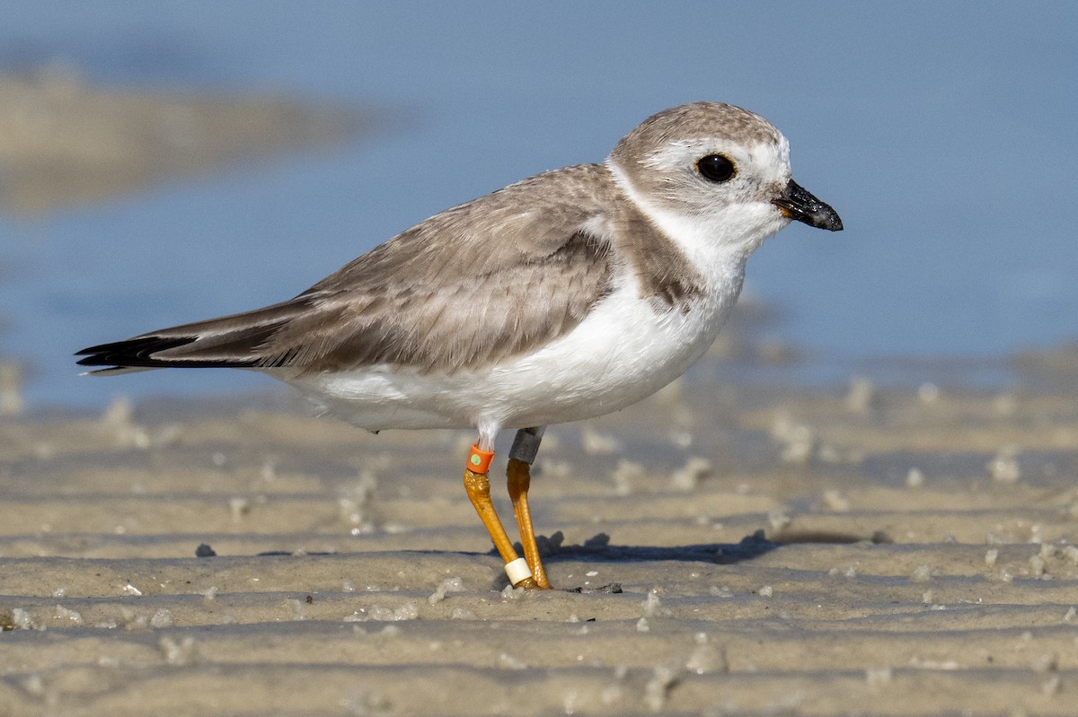 Piping Plover - ML652023045