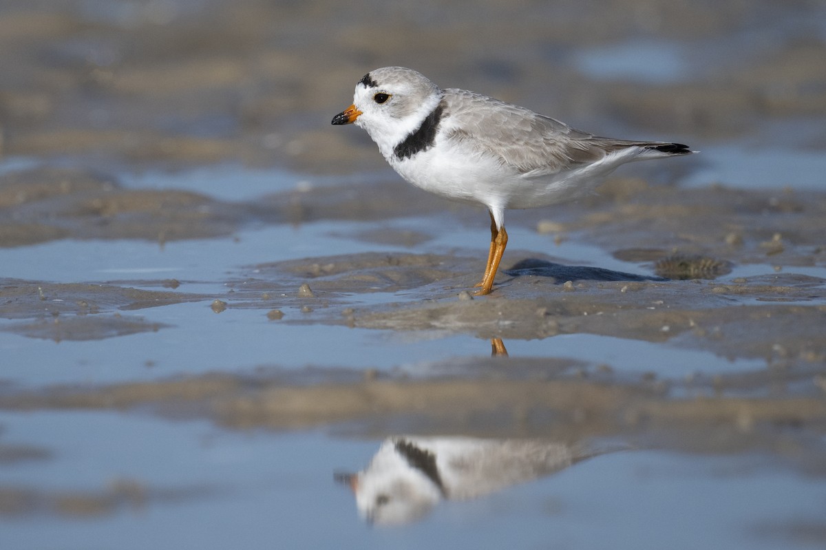 Piping Plover - ML652023046