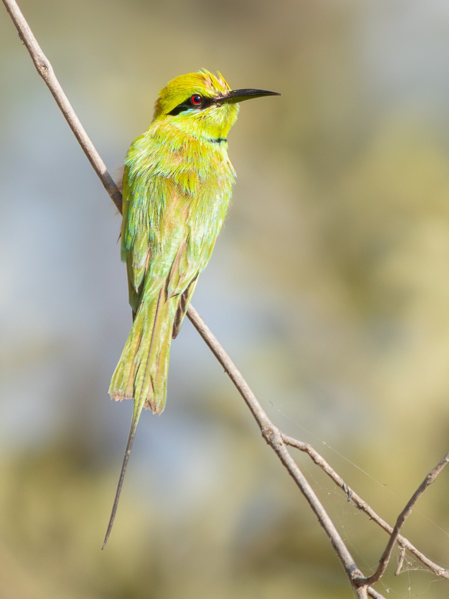 שרקרק צהוב גרון - ML652023361