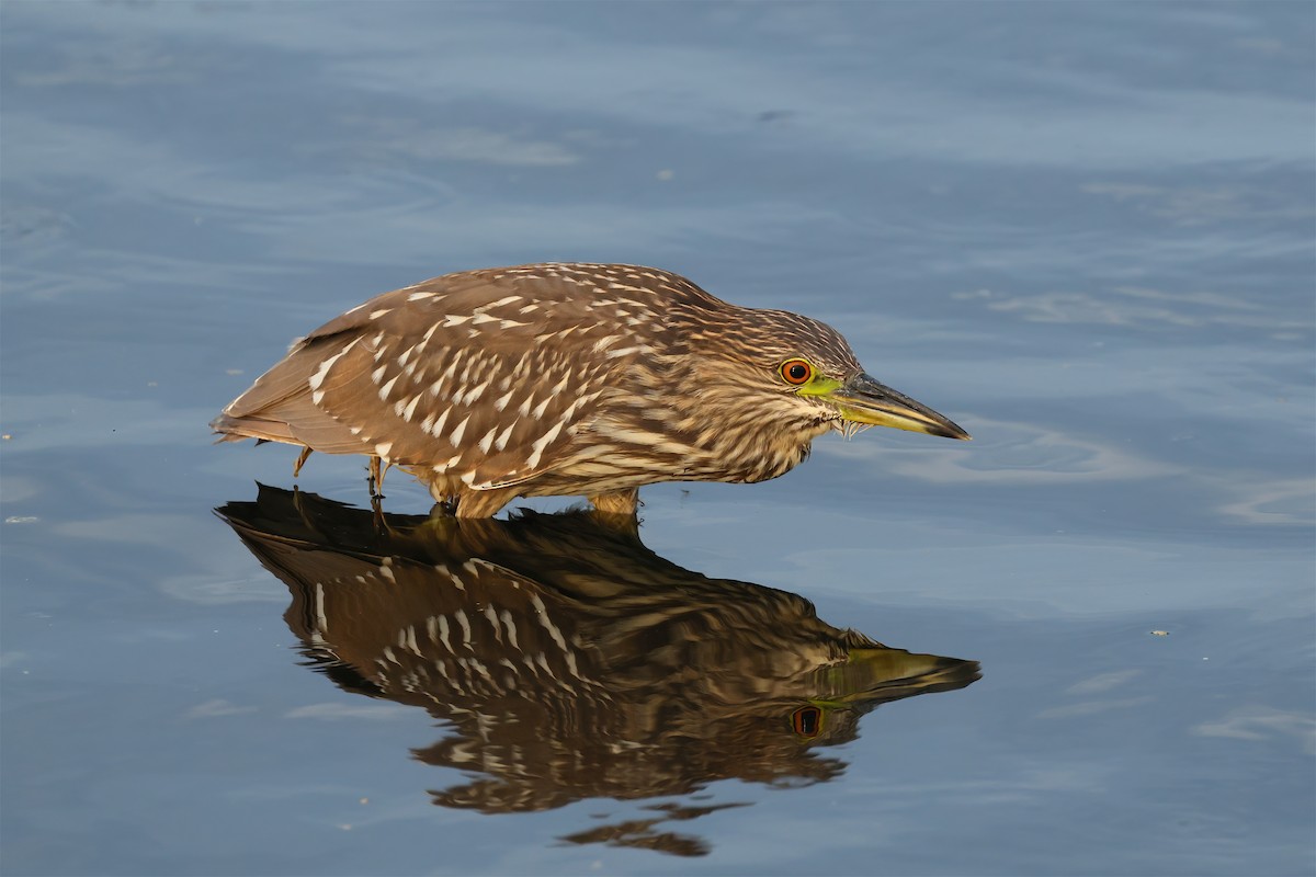 Black-crowned Night Heron (American) - ML652023678