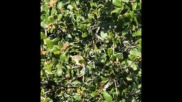 Ruby-crowned Kinglet - ML652023700