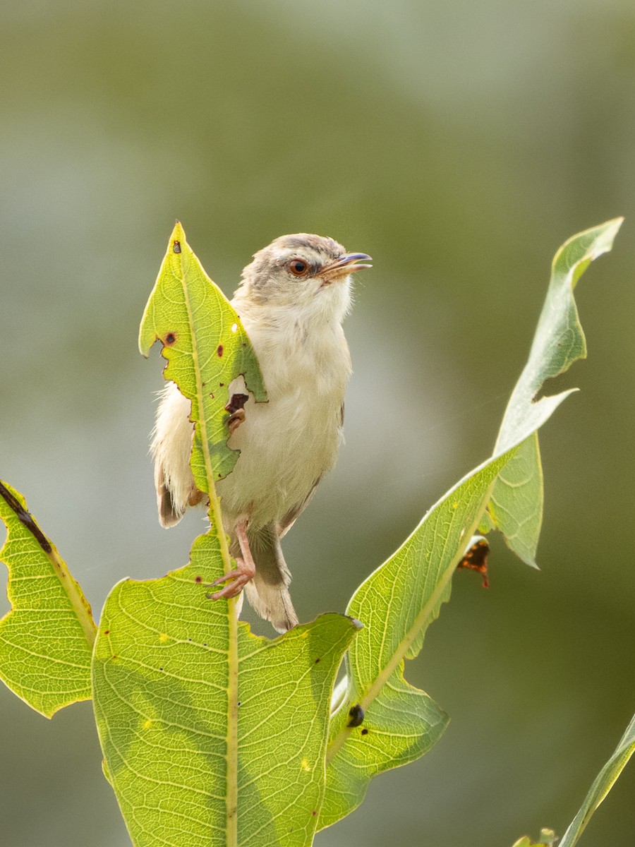 Tawny-flanked Prinia - ML652024139