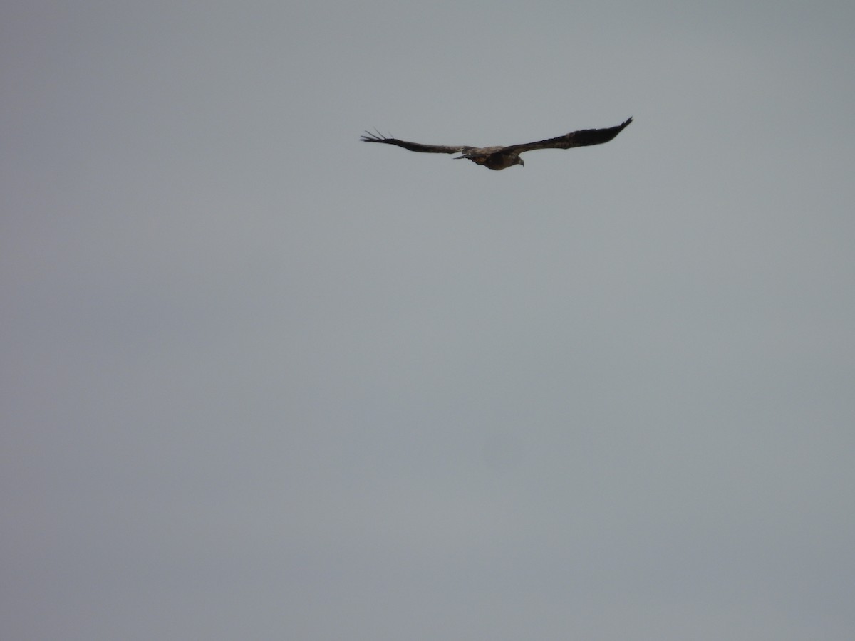 Buteo, unbestimmt - ML652024241