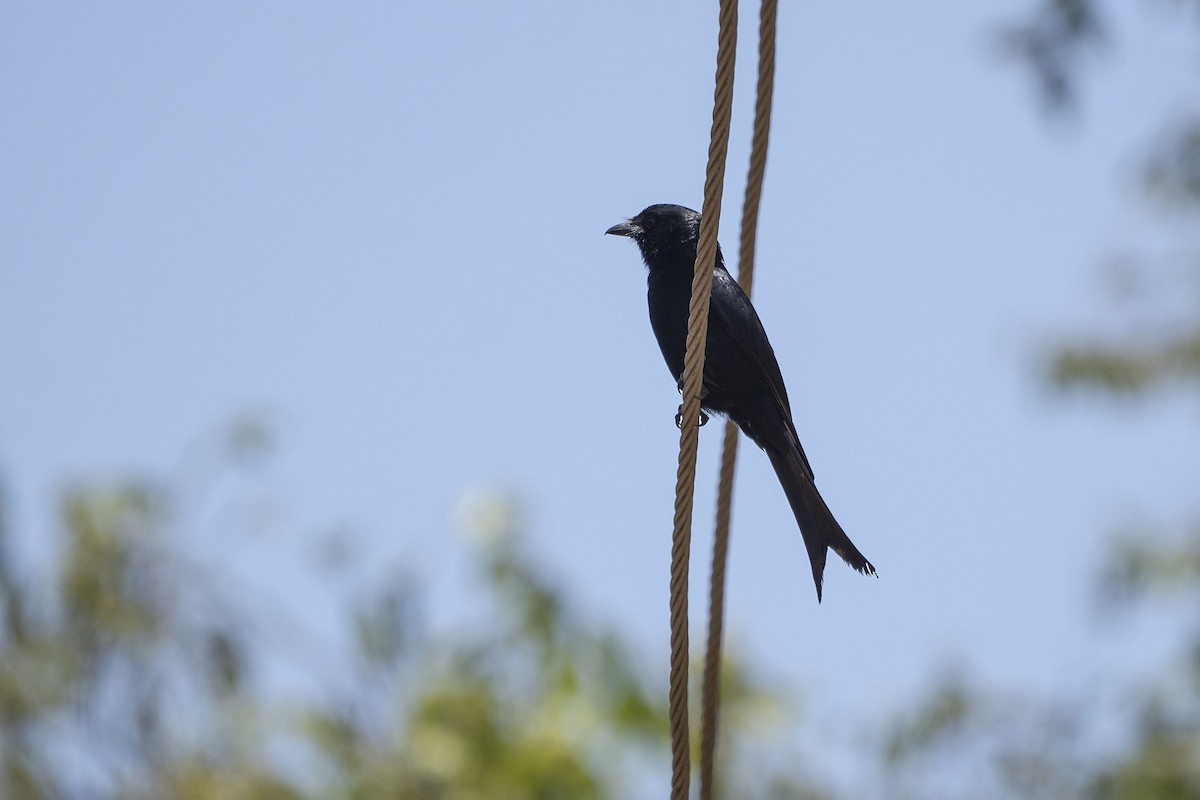 Çatal Kuyruklu Drongo - ML652024730