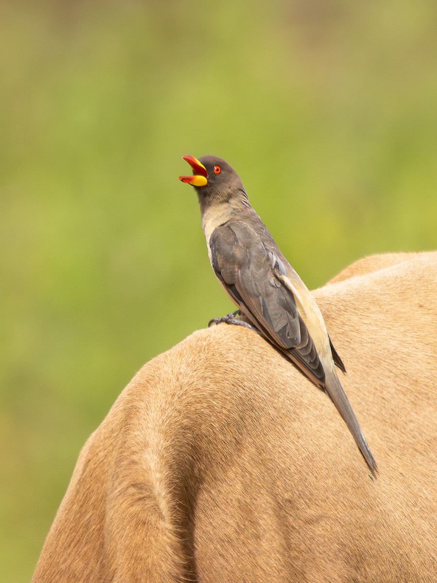 Ґедзеїд жовтодзьобий - ML652024782