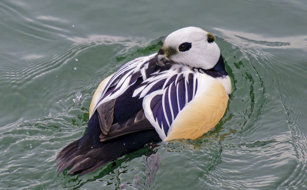 コケワタガモ - ML652025019