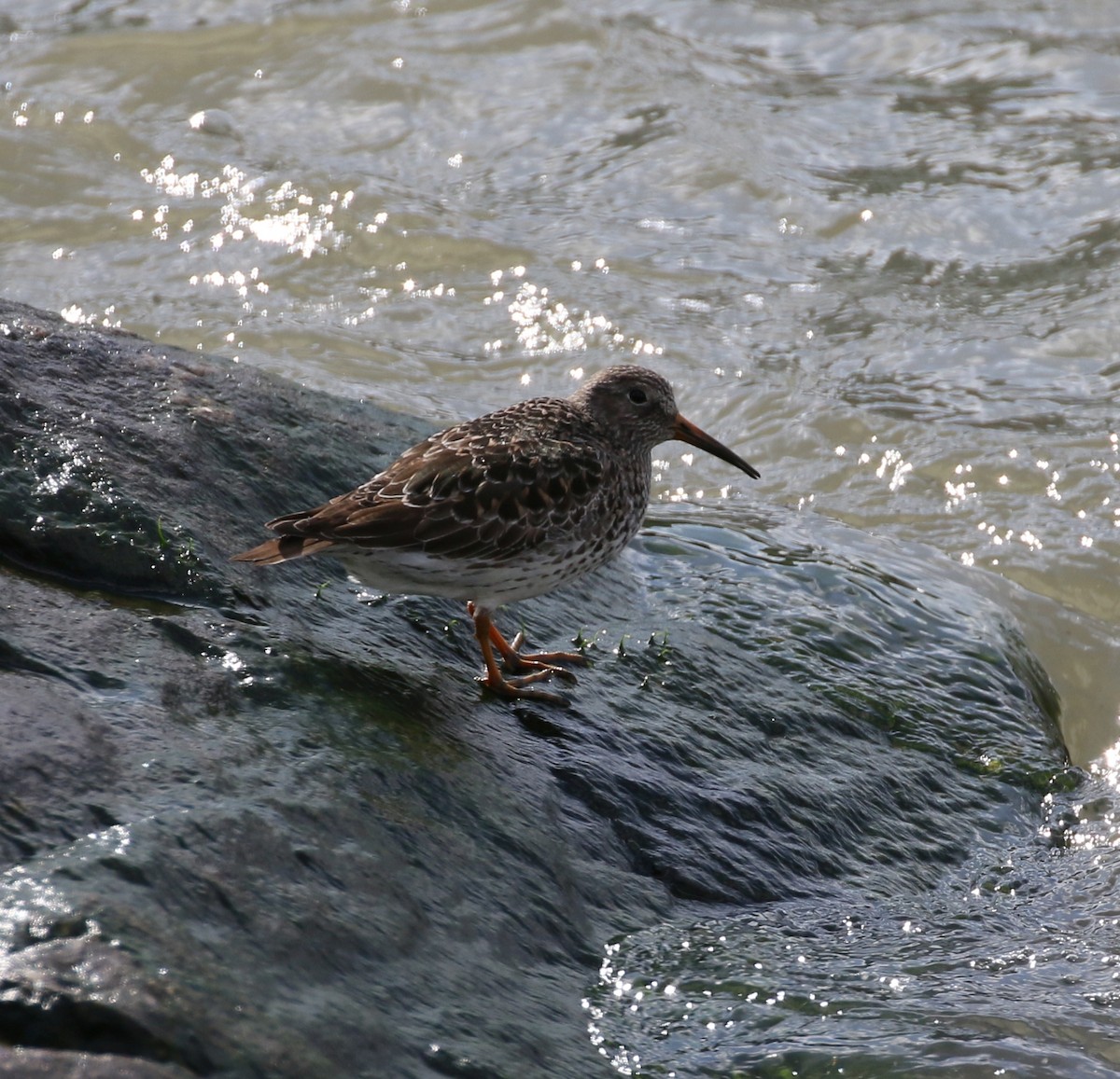 Purple Sandpiper - ML65202511