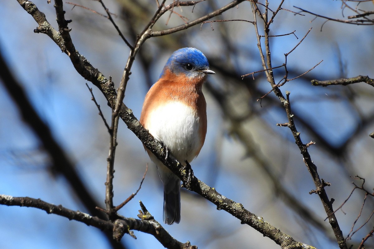 Eastern Bluebird - ML652025340