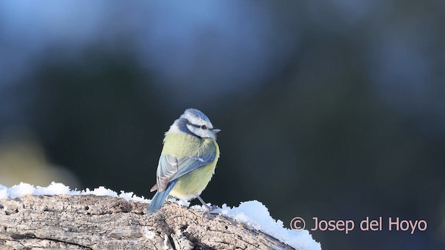 Herrerillo Común - ML652025375