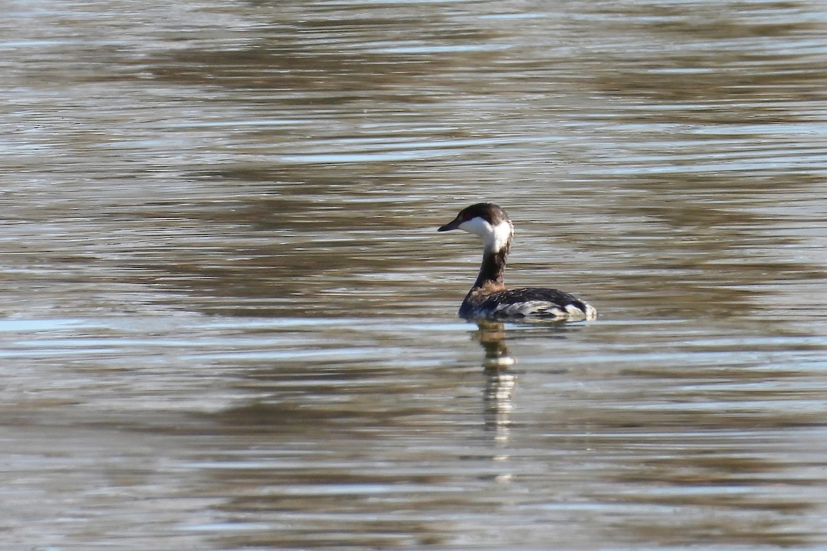 Horned Grebe - ML652025415