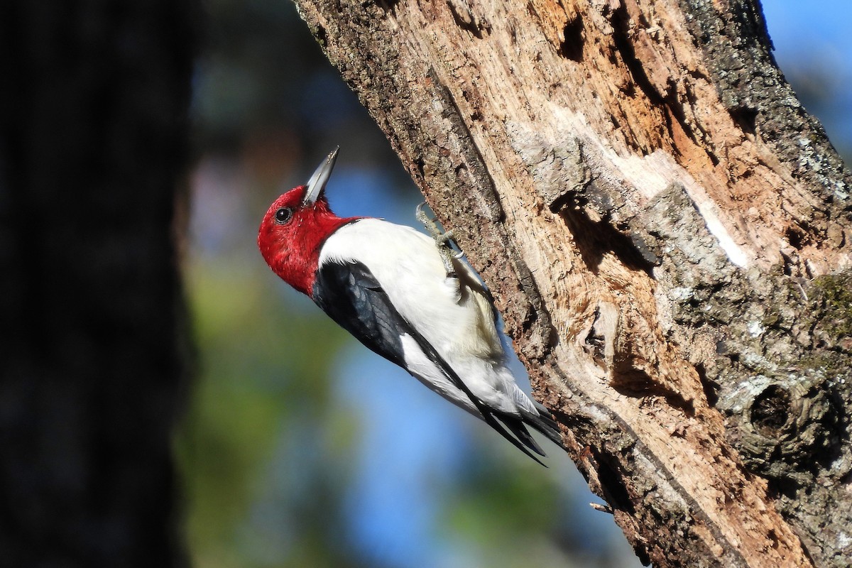 Red-headed Woodpecker - ML652025470