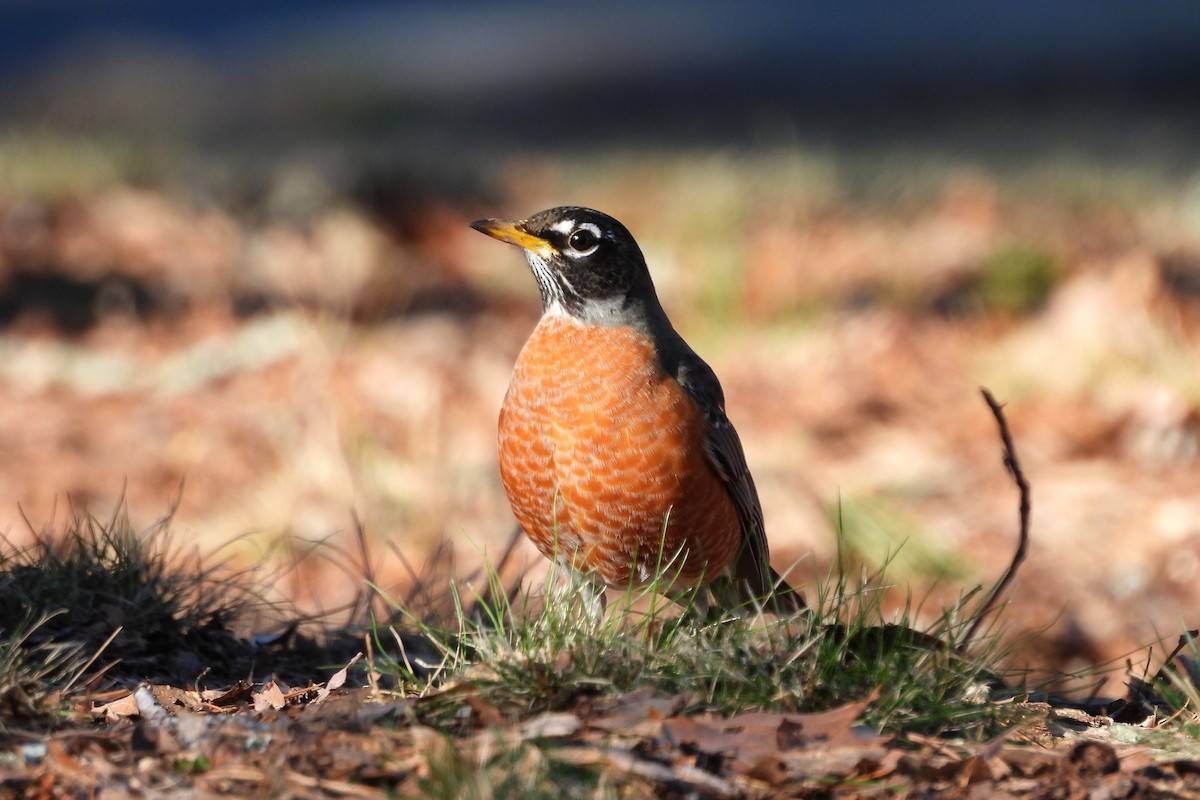 American Robin - ML652025491