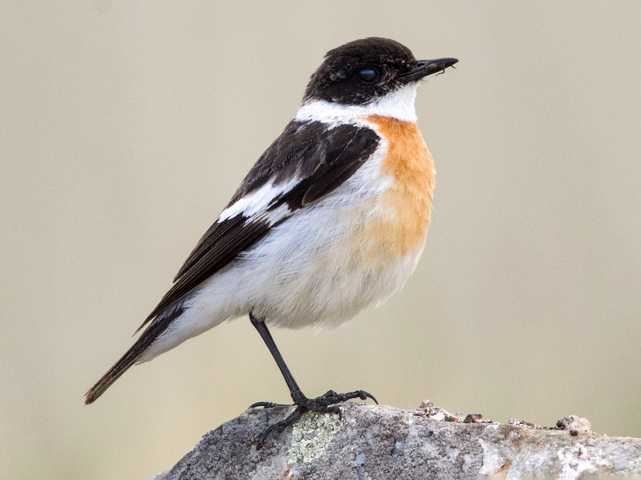White-throated Bushchat - eBird