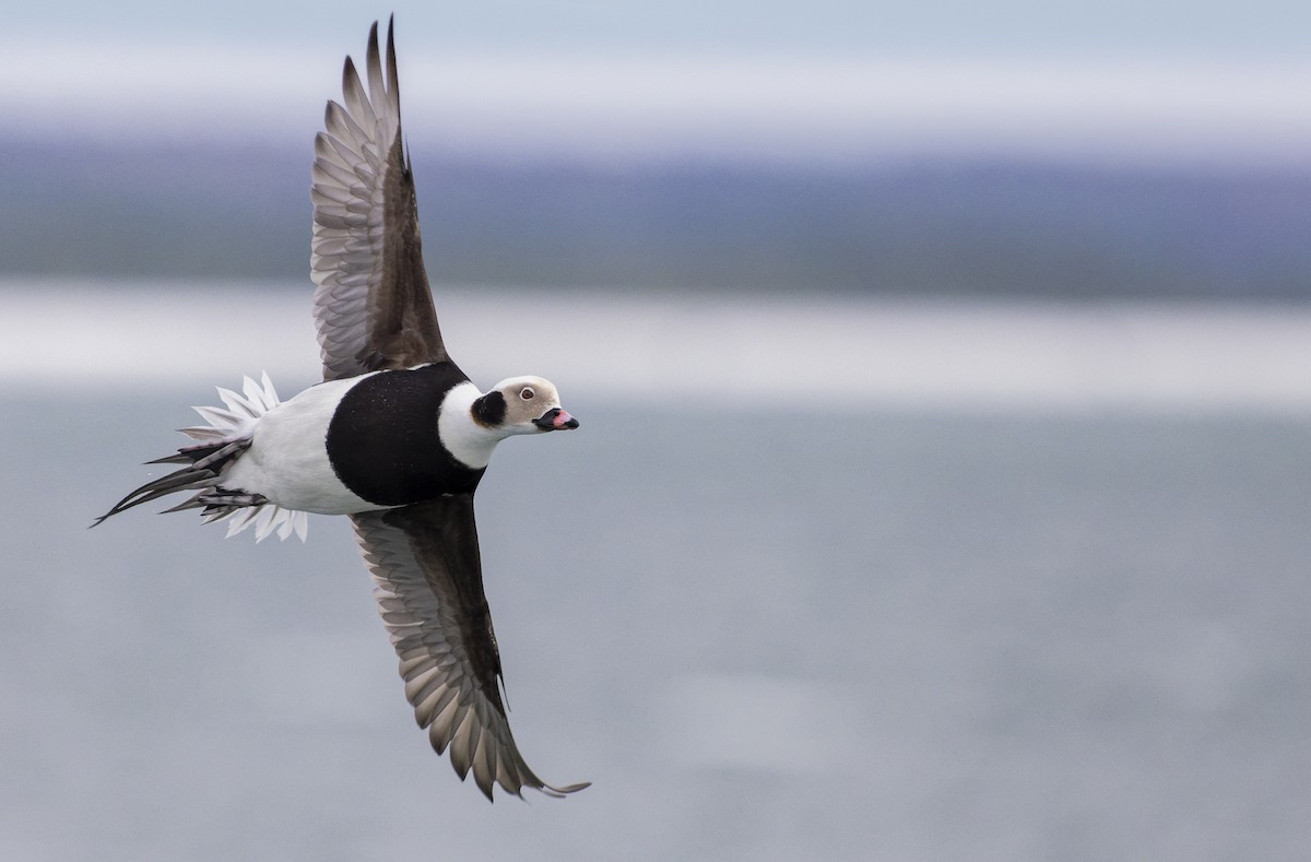 コオリガモ - ML652025616