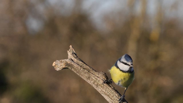 Herrerillo Común - ML652025662