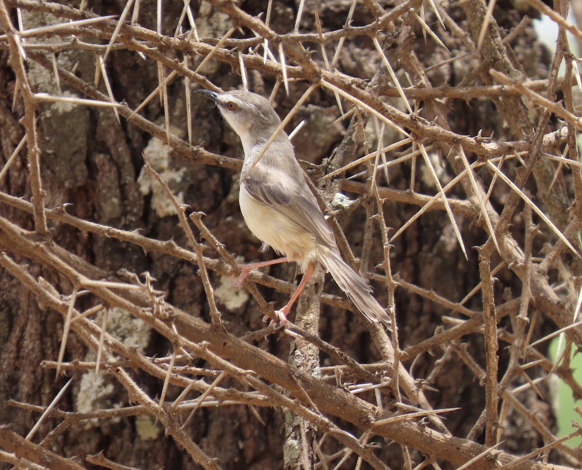 Tawny-flanked Prinia - ML652025664