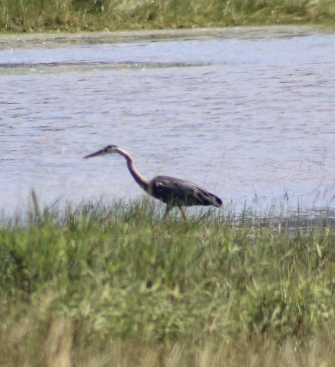 Great Blue Heron - Tressa VanNest