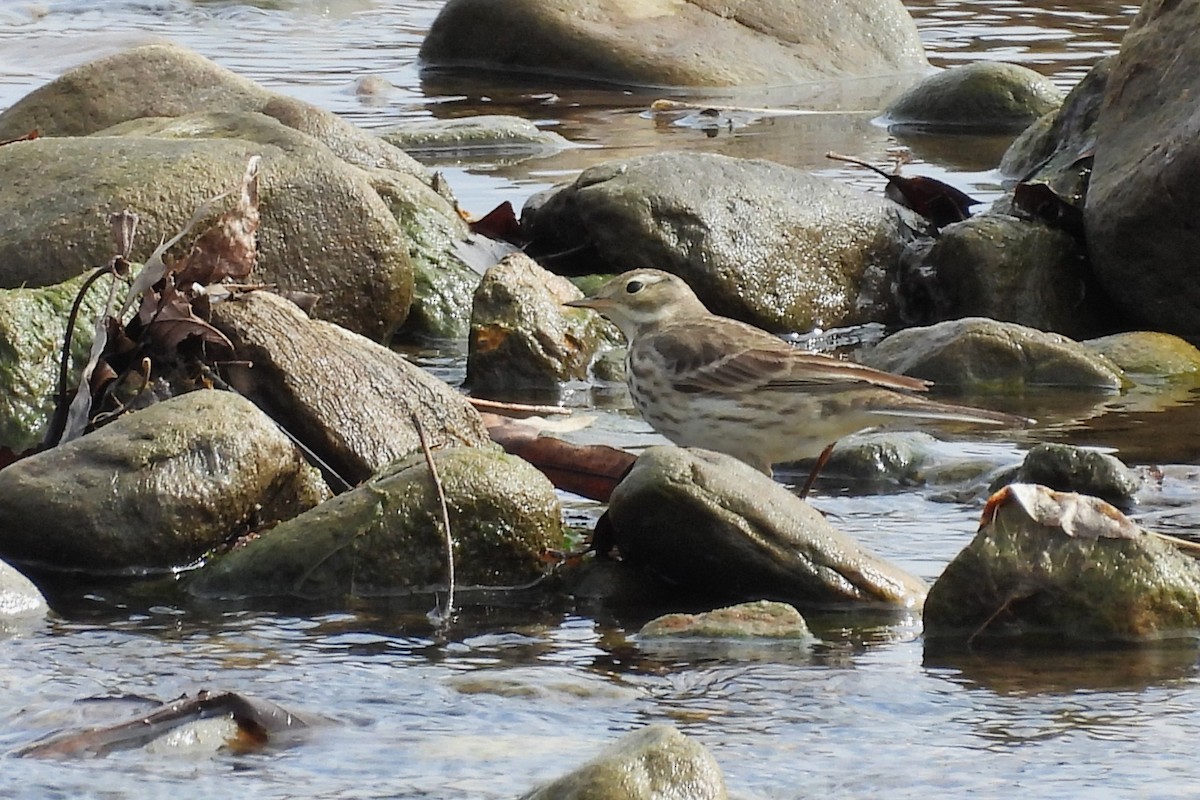 American Pipit - ML652025788