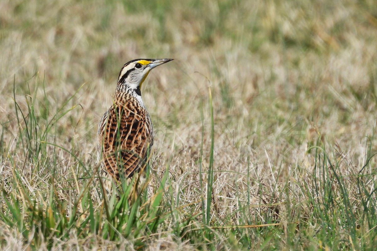 Eastern Meadowlark - ML652025862