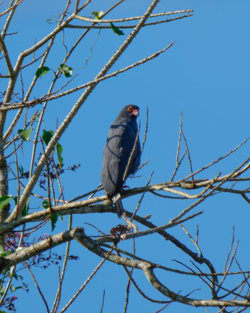 Slate-colored Hawk - ML652025892